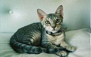 arabian-mau-mixed-cat-breed-characteristics-facts-2