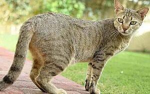 arabian-mau-mixed-cat-breed-characteristics-facts-3