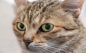 arabian-mau-mixed-cat-breed-characteristics-facts