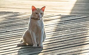 asian-mixed-cat-breed-characteristics-facts-1