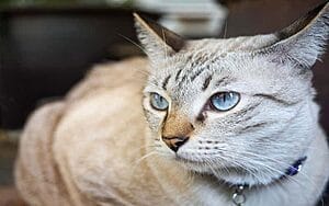 asian-mixed-cat-breed-characteristics-facts