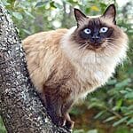 Australian Mist – Mixed Cat Breed Characteristics & Facts