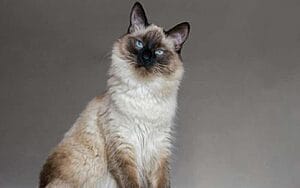 balinese-mixed-cat-breed-characteristics-facts-2