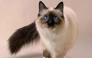 balinese-mixed-cat-breed-characteristics-facts-3