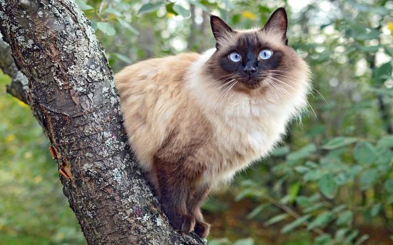 balinese-mixed-cat-breed-characteristics-facts