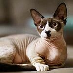 Balinese – Mixed Cat Breed Characteristics & Facts