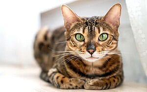 bengal-cats-mixed-cat-breed-characteristics-facts-1