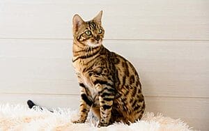 bengal-cats-mixed-cat-breed-characteristics-facts-2