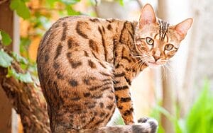 bengal-cats-mixed-cat-breed-characteristics-facts-3
