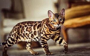 bengal-cats-mixed-cat-breed-characteristics-facts
