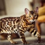Birman – Mixed Cat Breed Characteristics & Facts