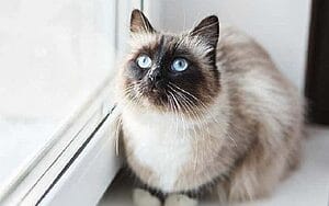 birman-mixed-cat-breed-characteristics-facts-1