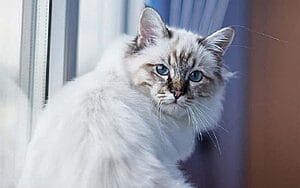 birman-mixed-cat-breed-characteristics-facts-2