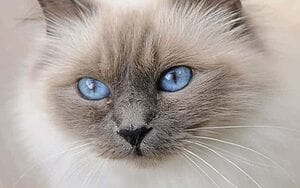 birman-mixed-cat-breed-characteristics-facts-3