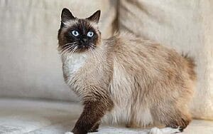 birman-mixed-cat-breed-characteristics-facts