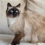 Burmese – Mixed Cat Breed Characteristics & Facts
