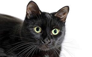 bombay-mixed-cat-breed-characteristics-facts-2
