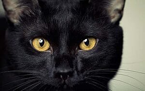 bombay-mixed-cat-breed-characteristics-facts-4