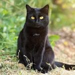 Brazilian Shorthair – Mixed Cat Breed Characteristics & Facts