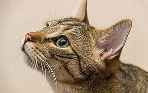 brazilian-shorthair-mixed-cat-breed-characteristics-facts-1