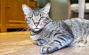 brazilian-shorthair-mixed-cat-breed-characteristics-facts-2