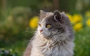 british-longhair-mixed-cat-breed-characteristics-facts-1