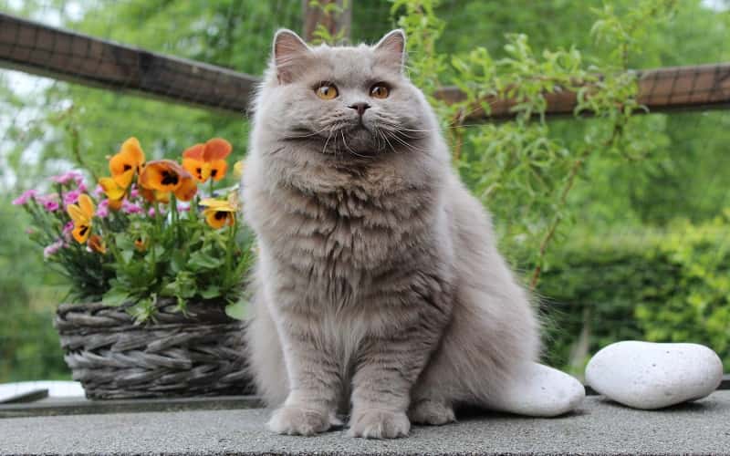 british-longhair-mixed-cat-breed-characteristics-facts-3
