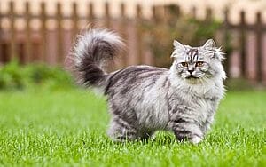 british-longhair-mixed-cat-breed-characteristics-facts