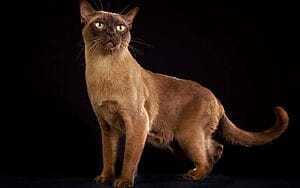 burmese-mixed-cat-breed-characteristics-facts-1