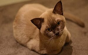 burmese-mixed-cat-breed-characteristics-facts-2