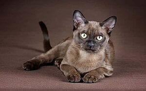 burmese-mixed-cat-breed-characteristics-facts-3