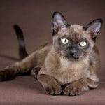 British Longhair – Mixed Cat Breed Characteristics & Facts