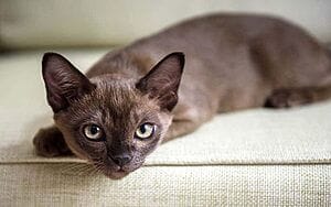 burmese-mixed-cat-breed-characteristics-facts