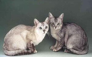 burmilla-mixed-cat-breed-characteristics-facts-2