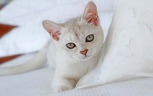 burmilla-mixed-cat-breed-characteristics-facts-3