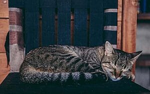 california-spangled-mixed-cat-breed-characteristics-facts-1