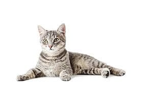california-spangled-mixed-cat-breed-characteristics-facts-2