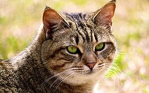 california-spangled-mixed-cat-breed-characteristics-facts-3