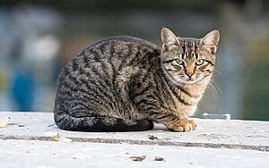 california-spangled-mixed-cat-breed-characteristics-facts