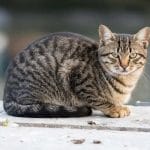 Burmilla – Mixed Cat Breed Characteristics & Facts
