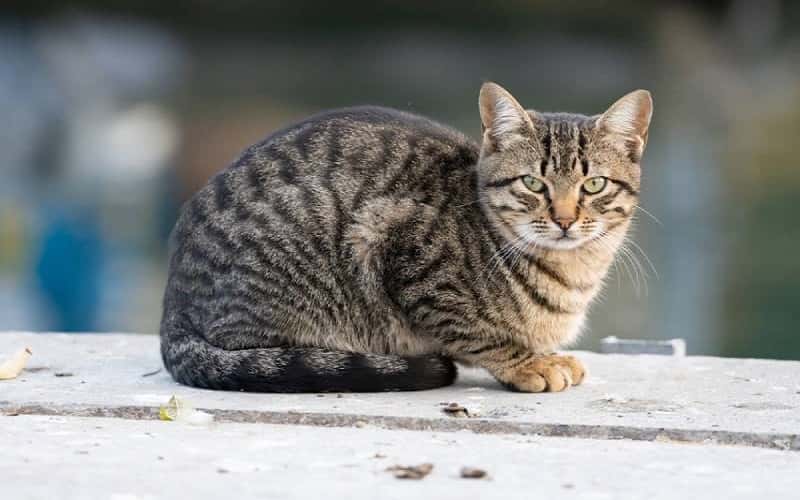 california-spangled-mixed-cat-breed-characteristics-facts