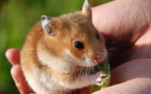 can-hamster-eat-cabbage-9-facts-you-need-to-know-1