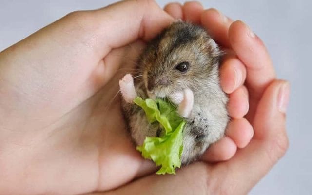 can-hamster-eat-cabbage-9-facts-you-need-to-know-2
