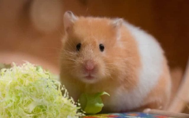 can-hamster-eat-cabbage-9-facts-you-need-to-know-3