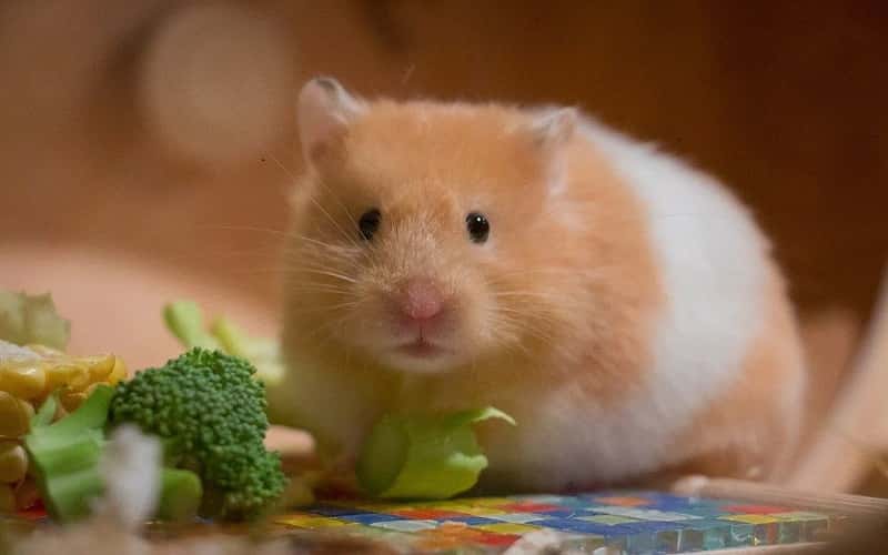 can-hamster-eat-cabbage-9-facts-you-need-to-know