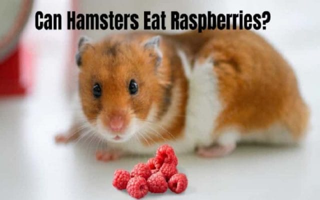 can-hamsters-eat-raspberries-13-facts-you-need-to-know-2