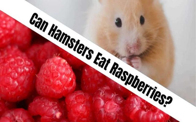 can-hamsters-eat-raspberries-13-facts-you-need-to-know