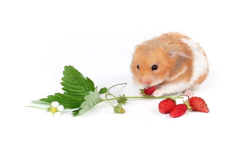 can-hamsters-eat-strawberries-10-facts-you-need-to-know-1