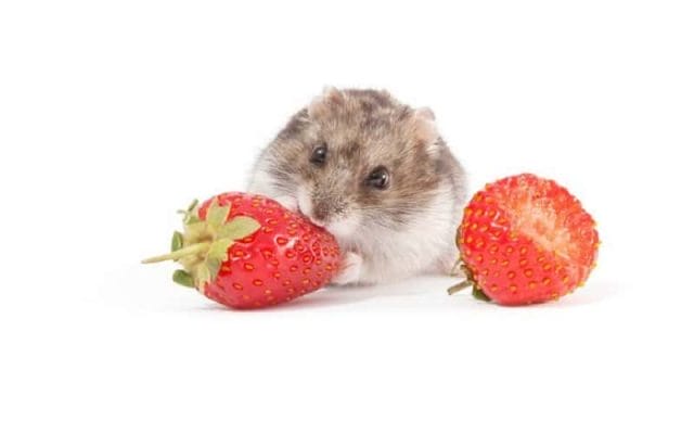 can-hamsters-eat-strawberries-10-facts-you-need-to-know-2