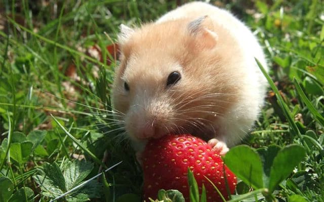 can-hamsters-eat-strawberries-10-facts-you-need-to-know-3